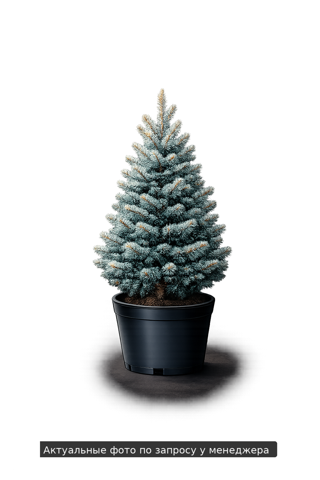 Ель колючая Picea pungens Hoopsii