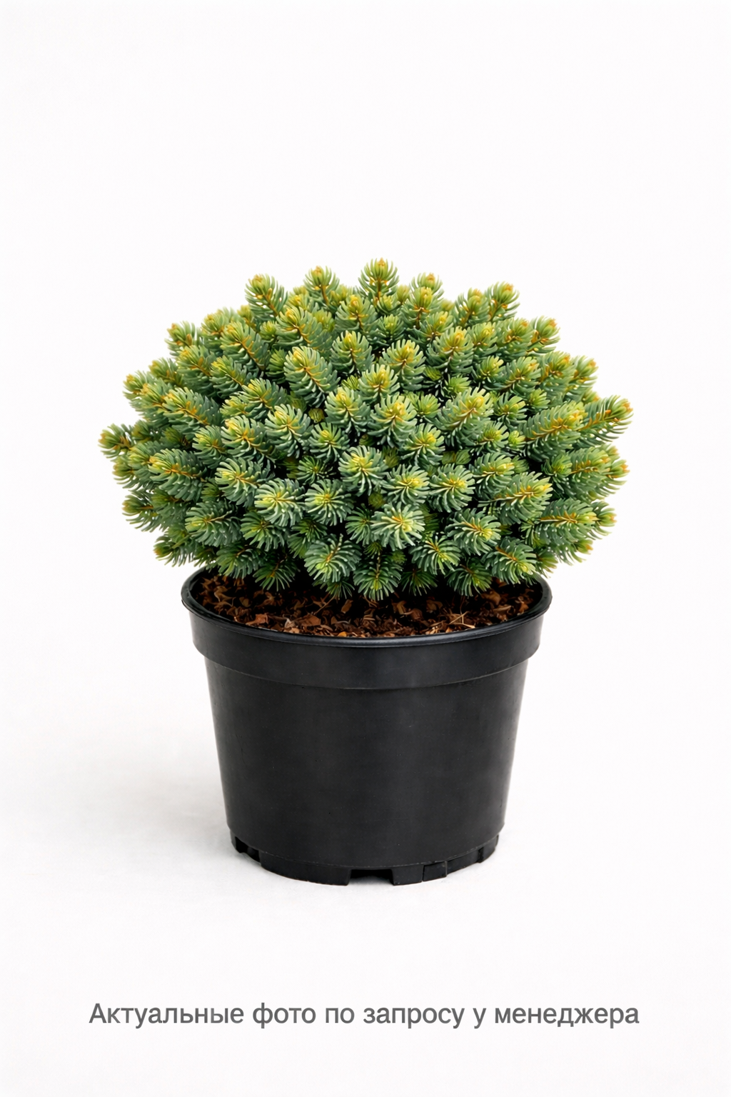 Ель обыкновенная Picea abies 'Will's Zwerg'