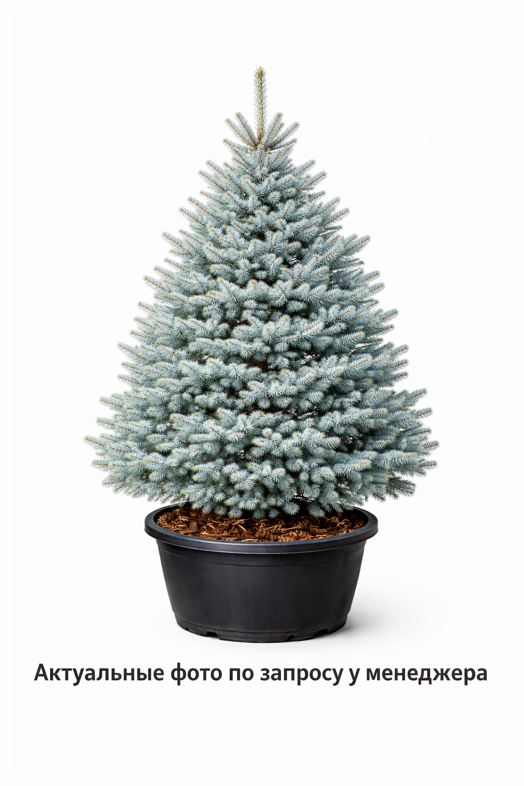 Ель колючая Picea pungens