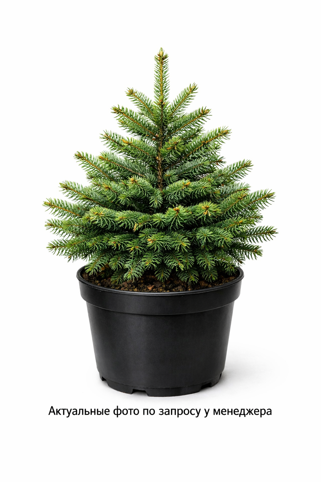 Ель обыкновенная Picea abies