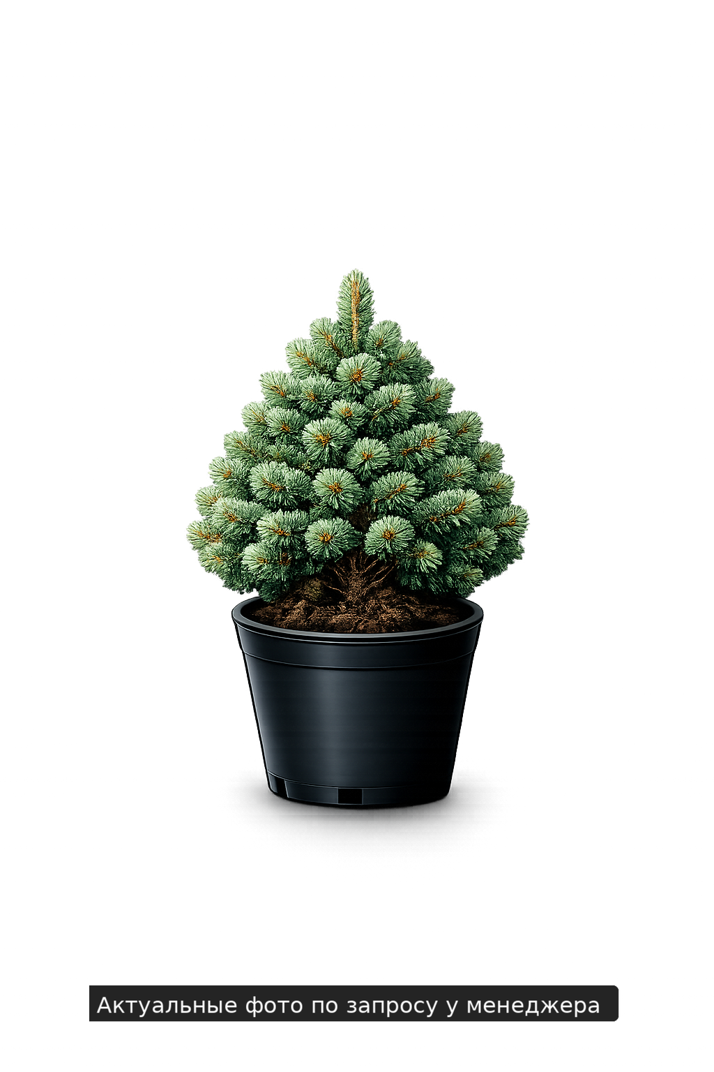 Ель сербская Picea omorika Karel