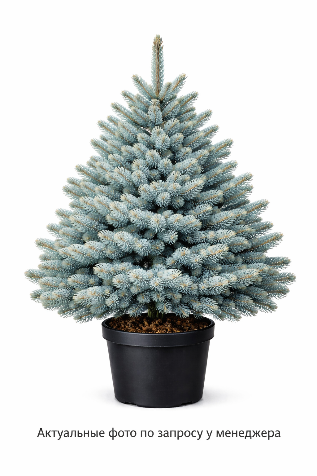 Ель колючая Picea pungens Glauca