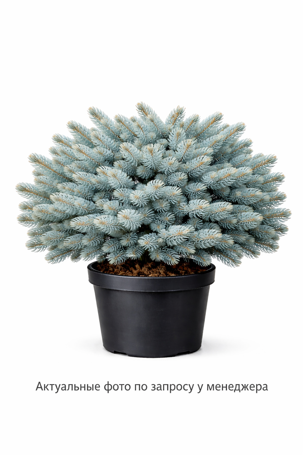 Ель колючая Picea pungens Glauca Globosa