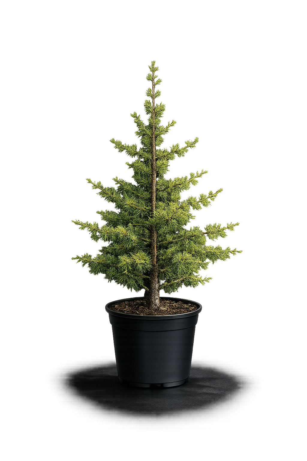 Лиственница европейская Larix deciduas