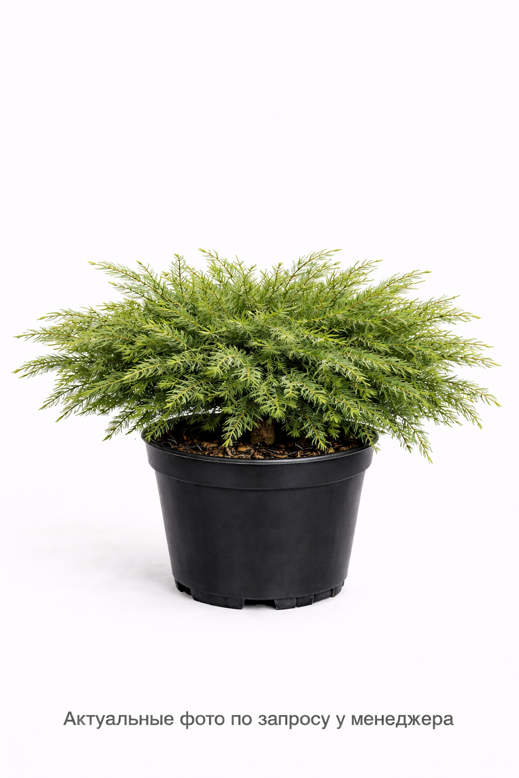 Микробиота перекрестнопарная Microbiota decussata