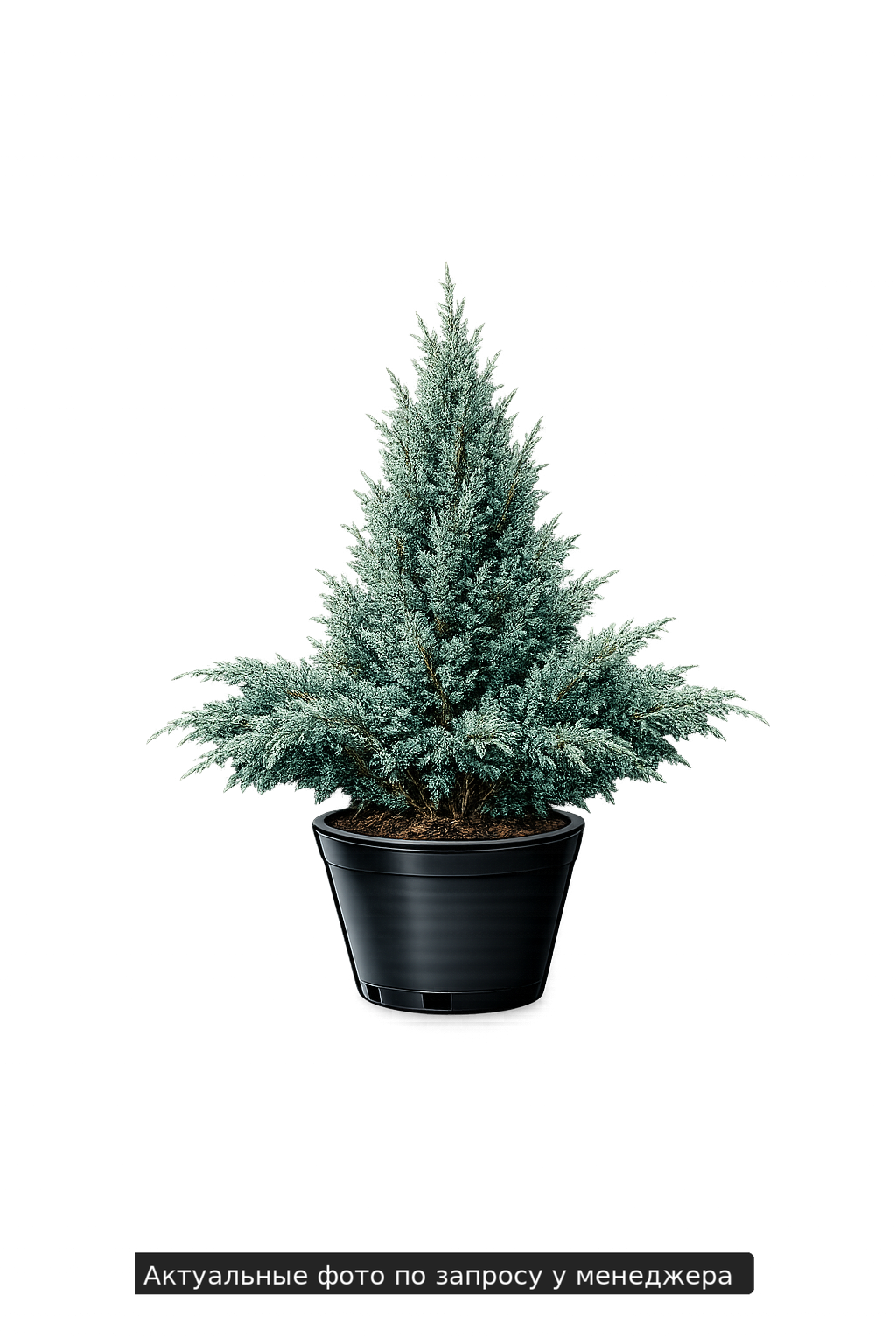 Можжевельник Juniperus chin. 'Blue Alps' (БДн18)