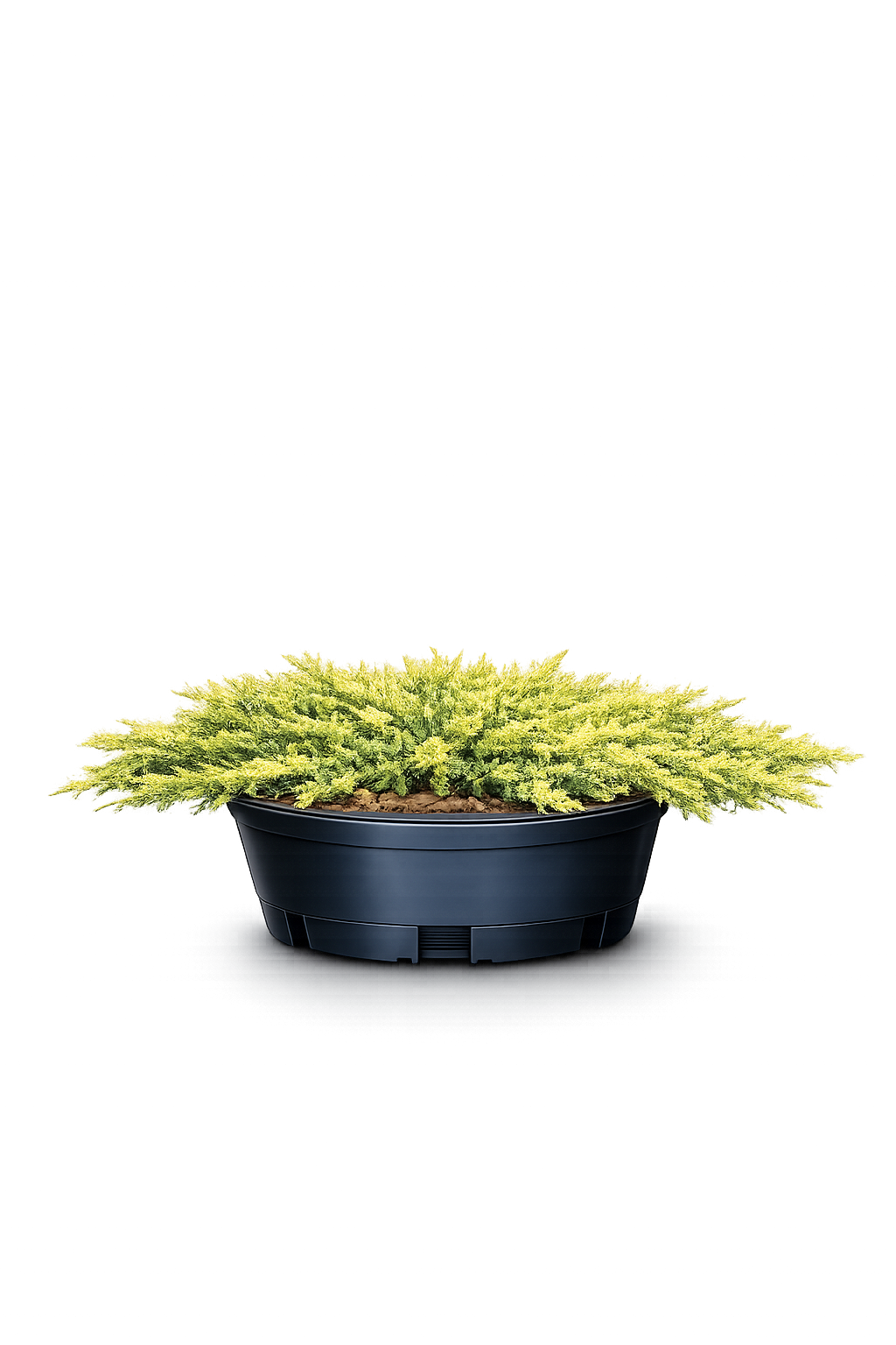 Можжевельник Juniperus comm. 'Lemon Carpet'