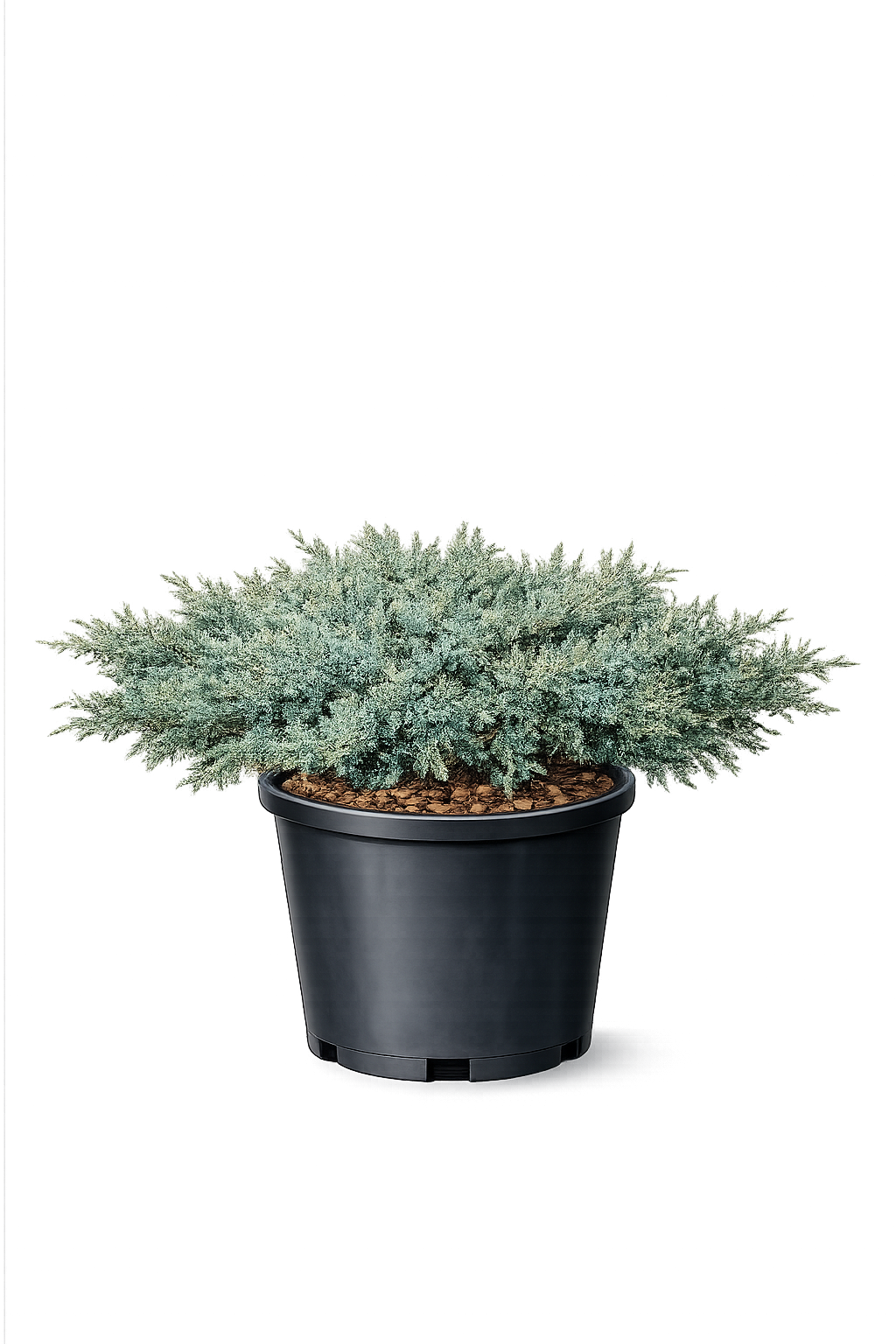 Можжевельник даурский Juniperus davurica Leningrad