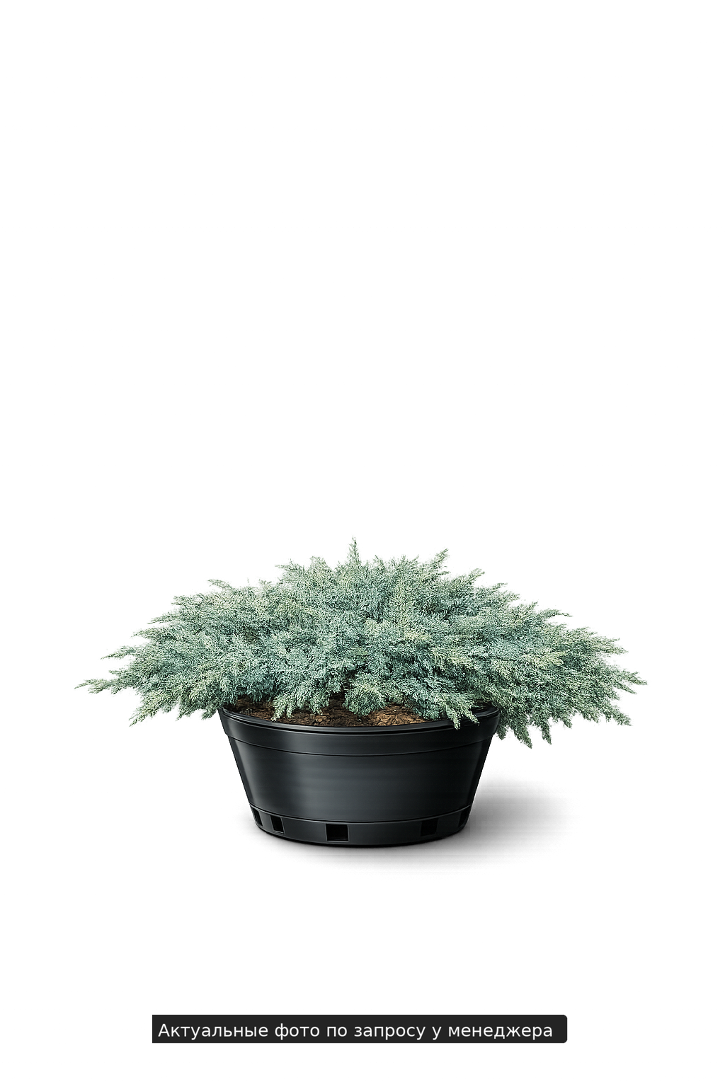 Можжевельник виргинский Juniperus virginiana