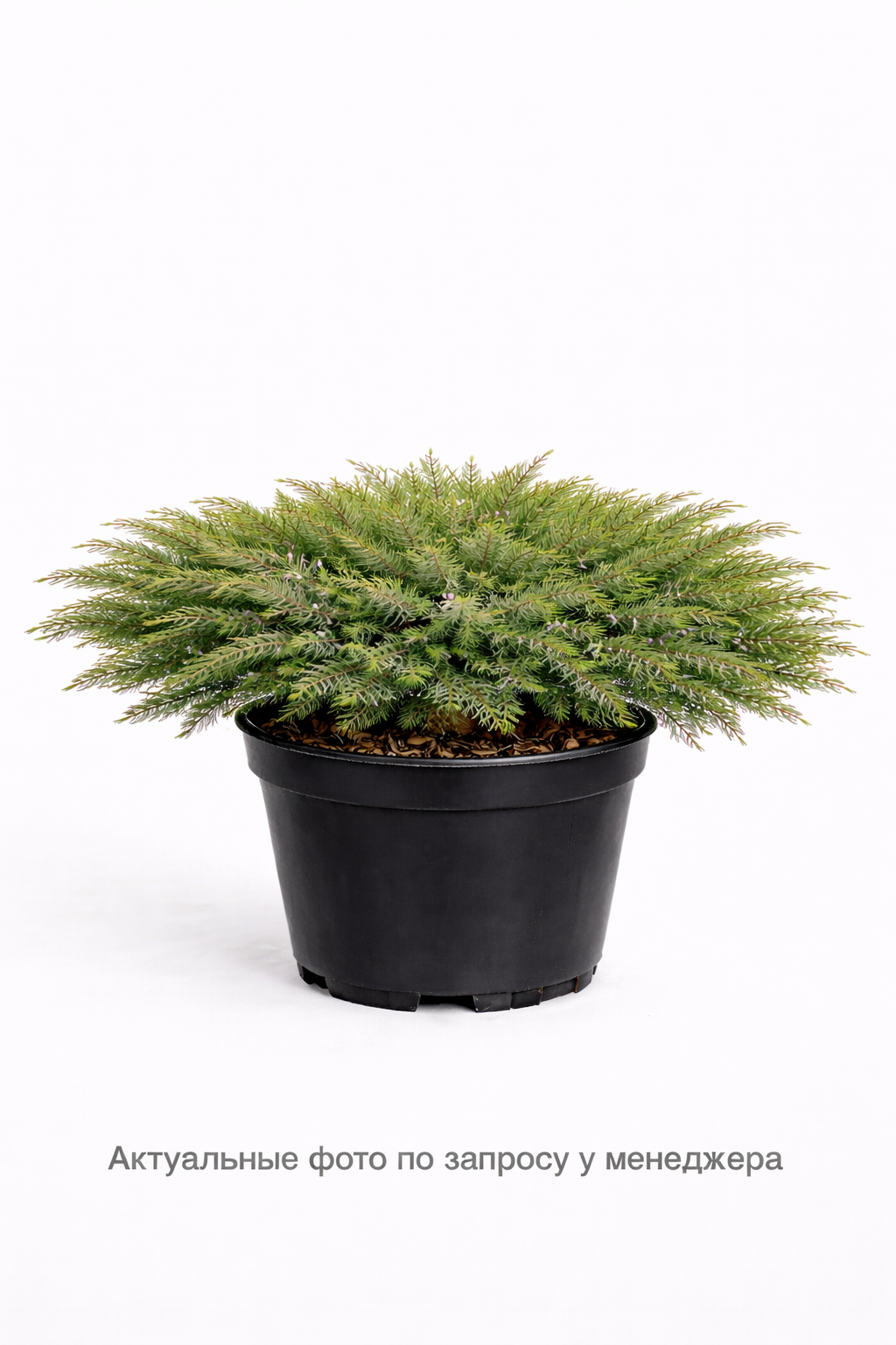 Можжевельник горизонтальный Juniperus horizontalis Andorra Compact