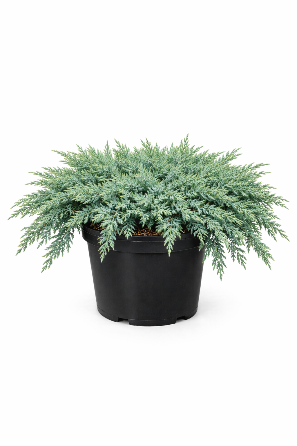 Можжевельник казацкий Juniperus sabina Tamariscifolia