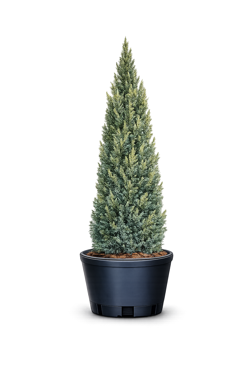 Можжевельник обыкновенный Juniperus communis Compressa