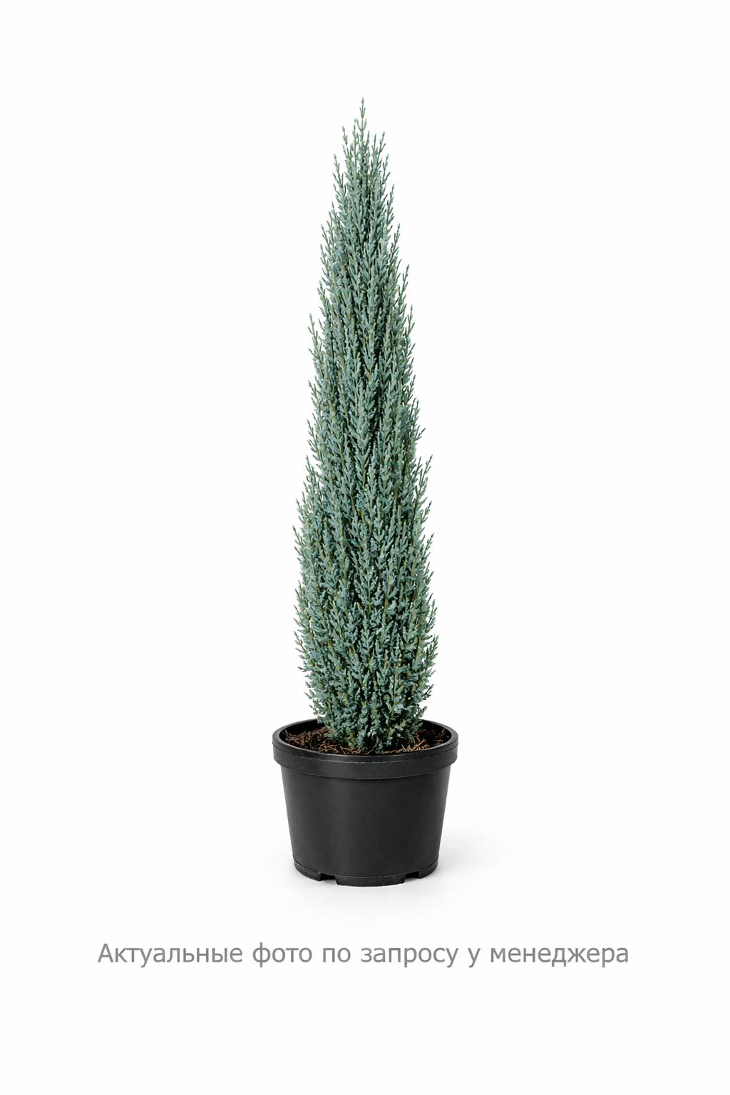 Можжевельник скальный Juniperus scopulorum Blue Arrow