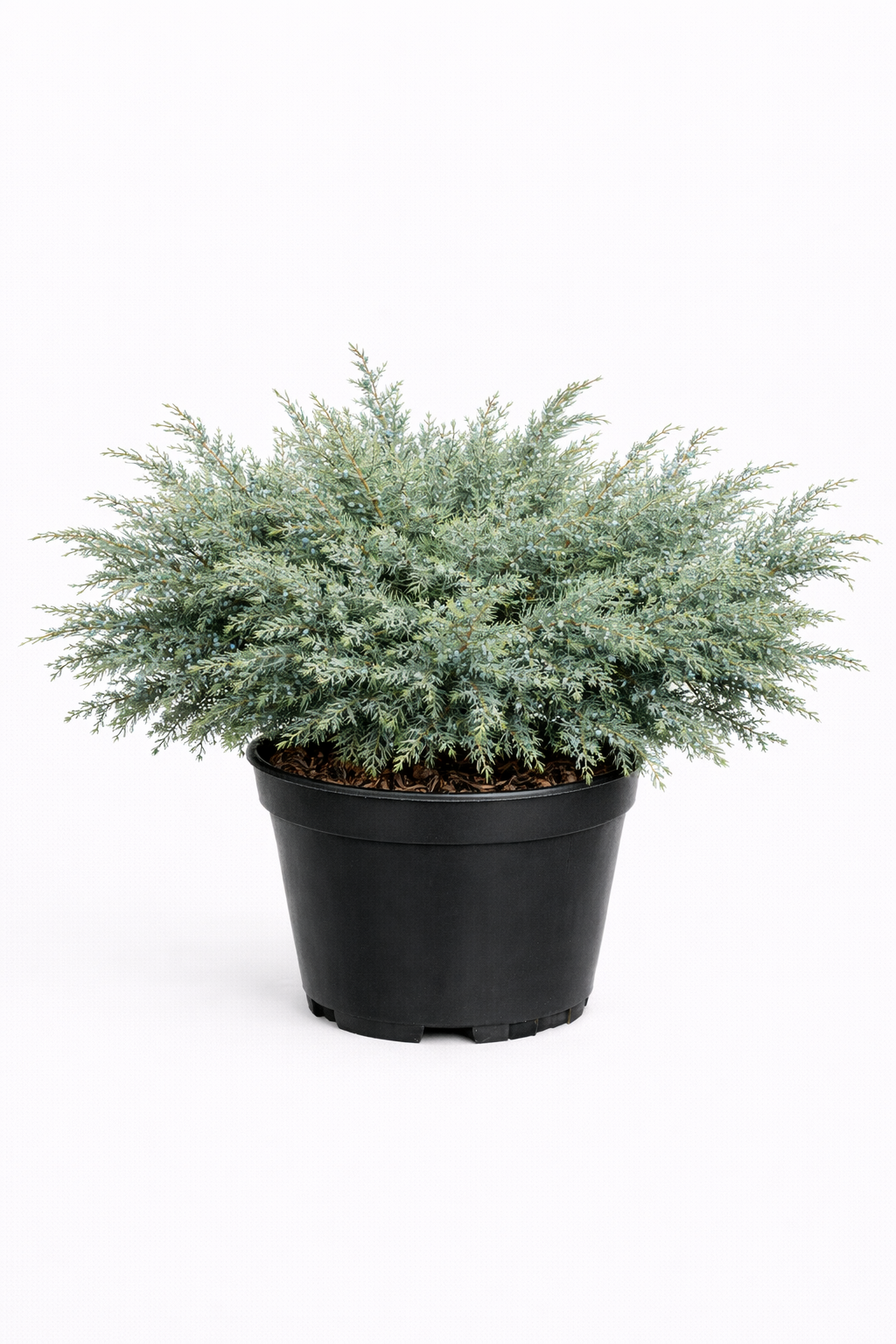 Можжевельник виргинский Juniperus virginiana Hetz