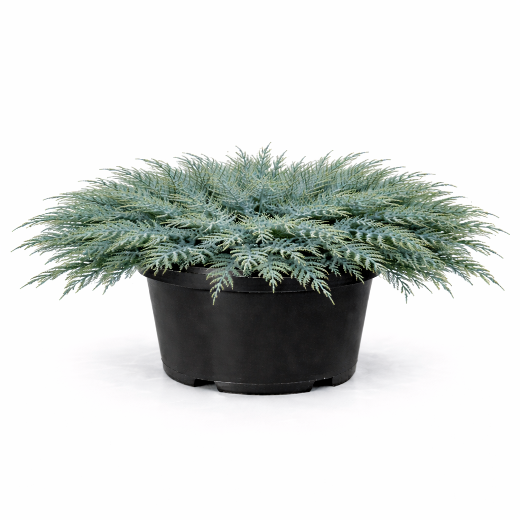 Можжевельник чешуйчатый Juniperus squamata Blue Carpet
