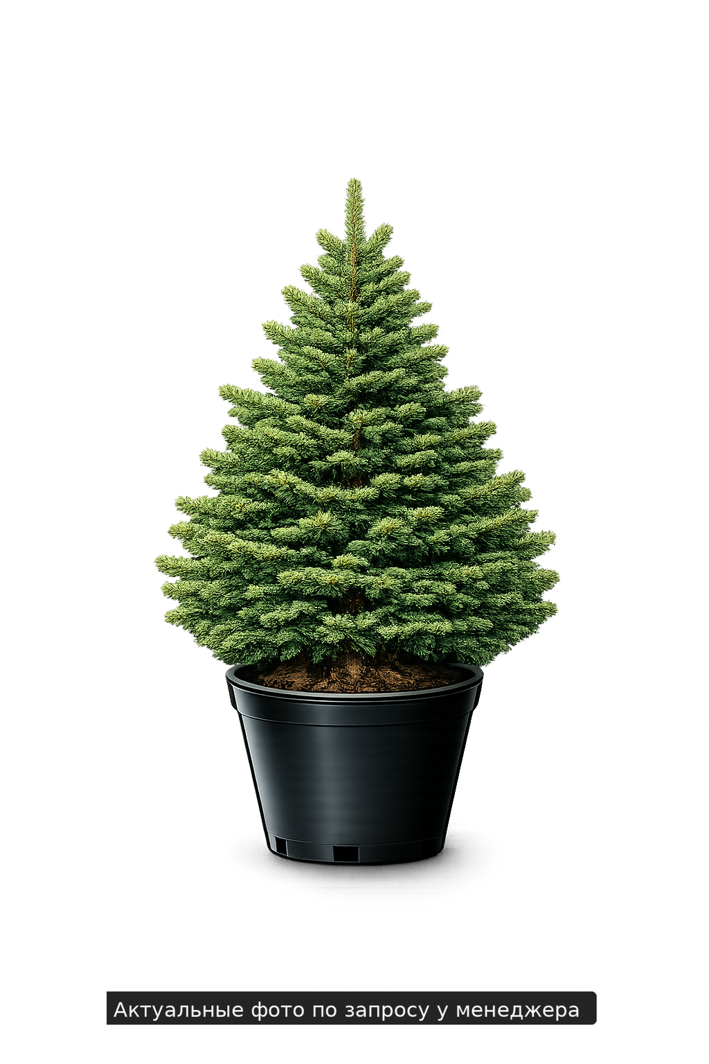 Пихта сибирская Abies sibirica