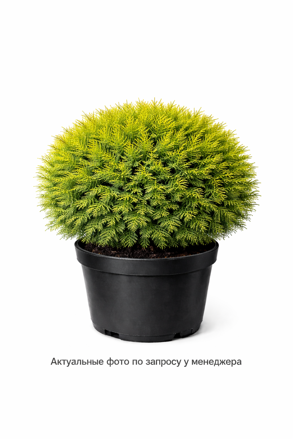 Туя западная Мириам Thuja occidentalis Mirjam
