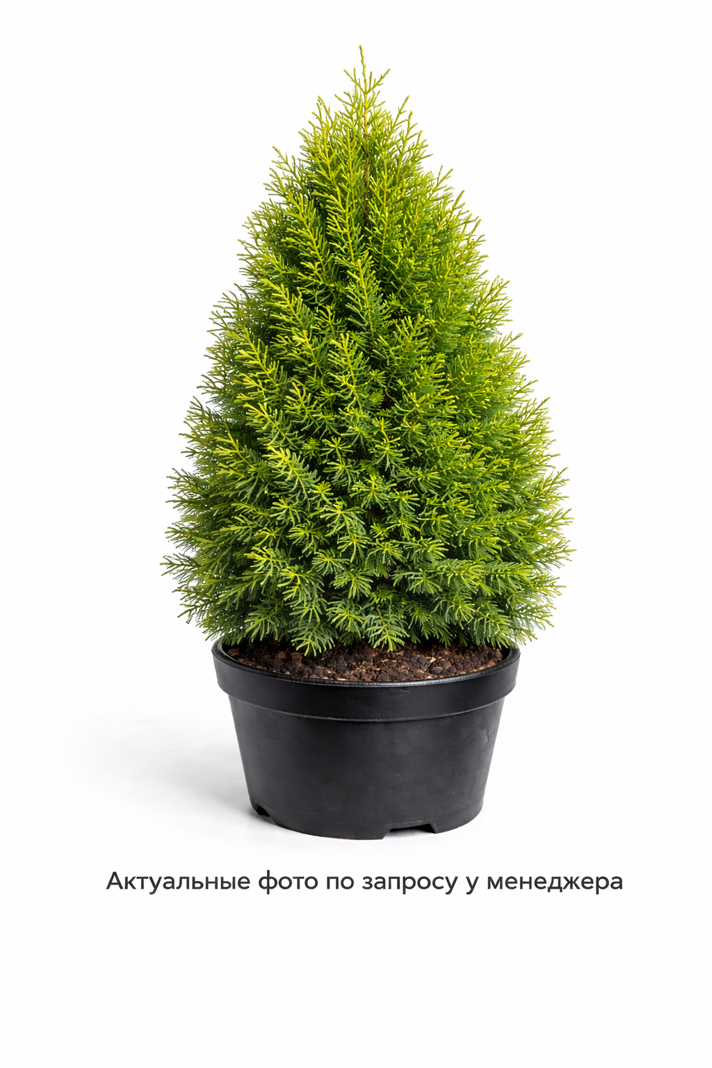 Туя западная Thuja occidentalis Brabant
