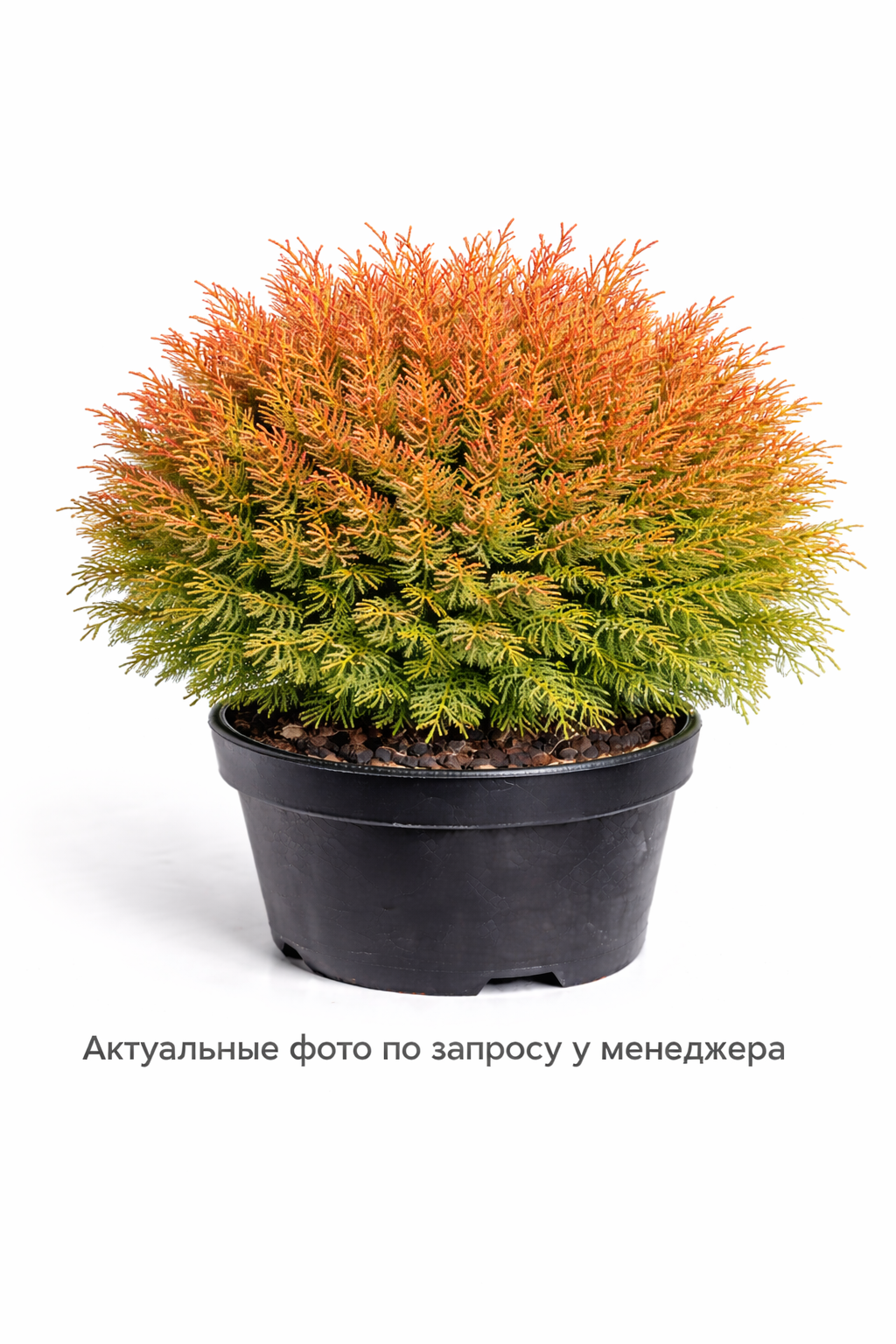 Туя западная Thuja occidentalis Fire Chief