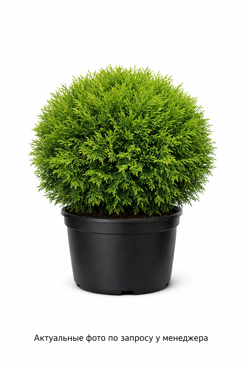 Туя западная Thuja occidentalis Globosa