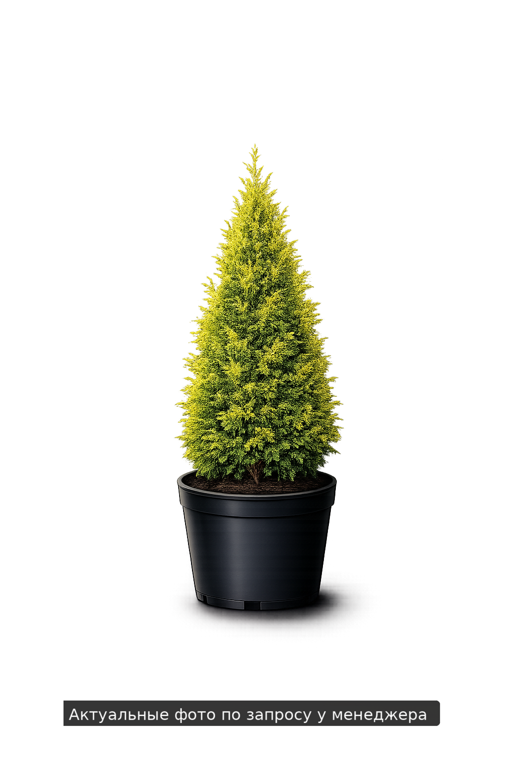 Туя западная Thuja occidentalis Golden Brabant