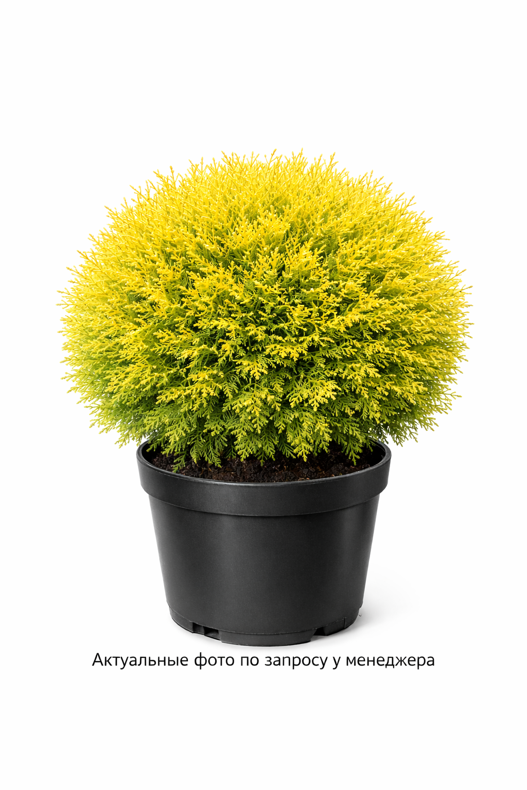 Туя западная Thuja occidentalis Golden Globe
