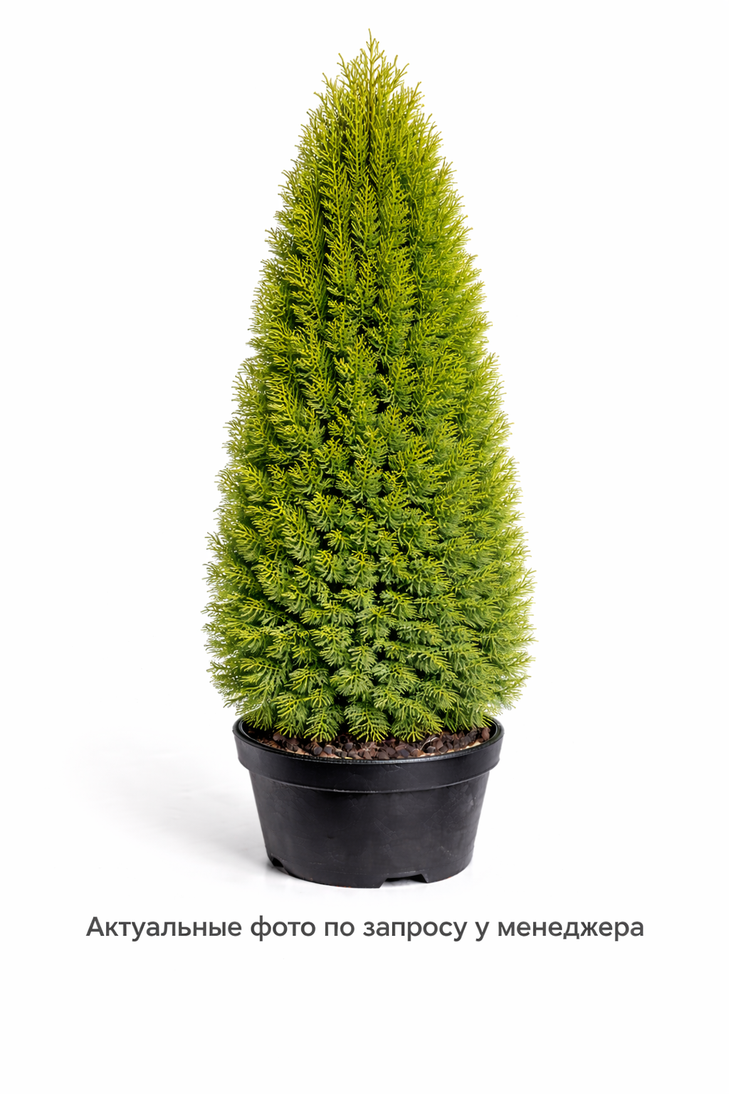 Туя западная Thuja occidentalis Pyramidalis Compacta