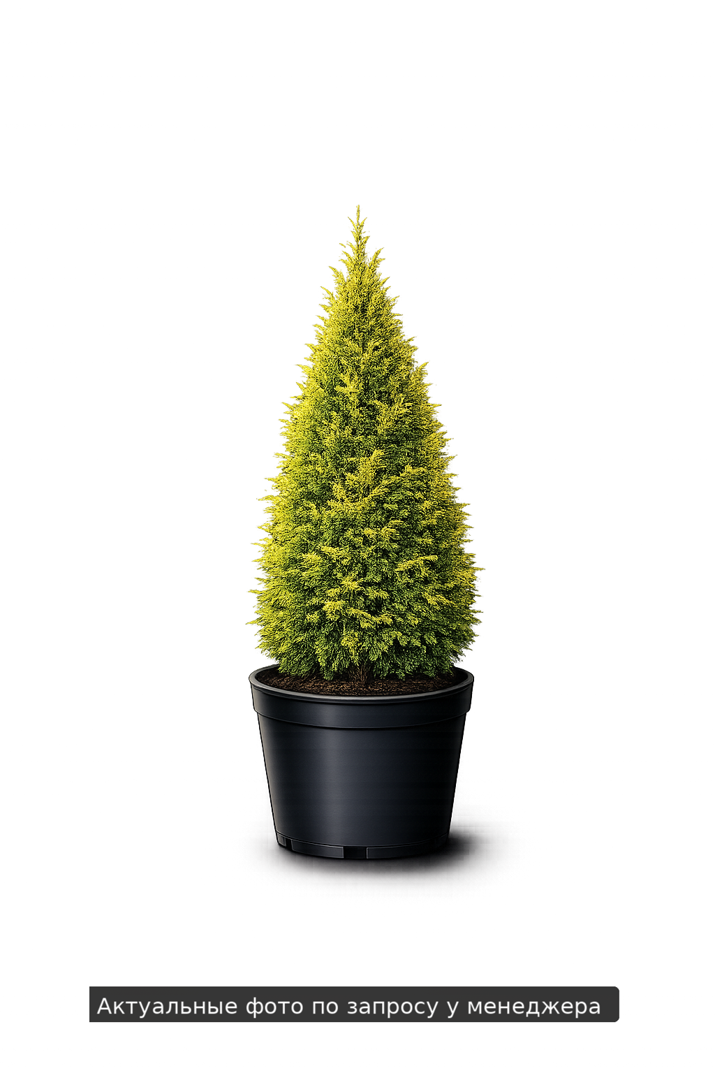 Туя западная Thuja occidentalis Rheingold