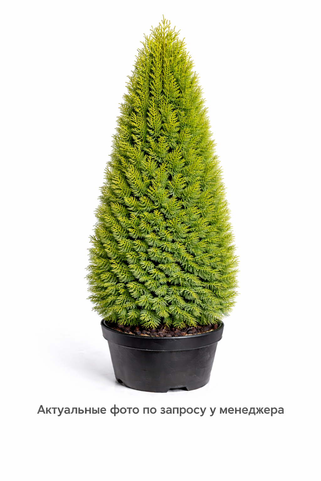 Туя западная Thuja occidentalis Smaragd