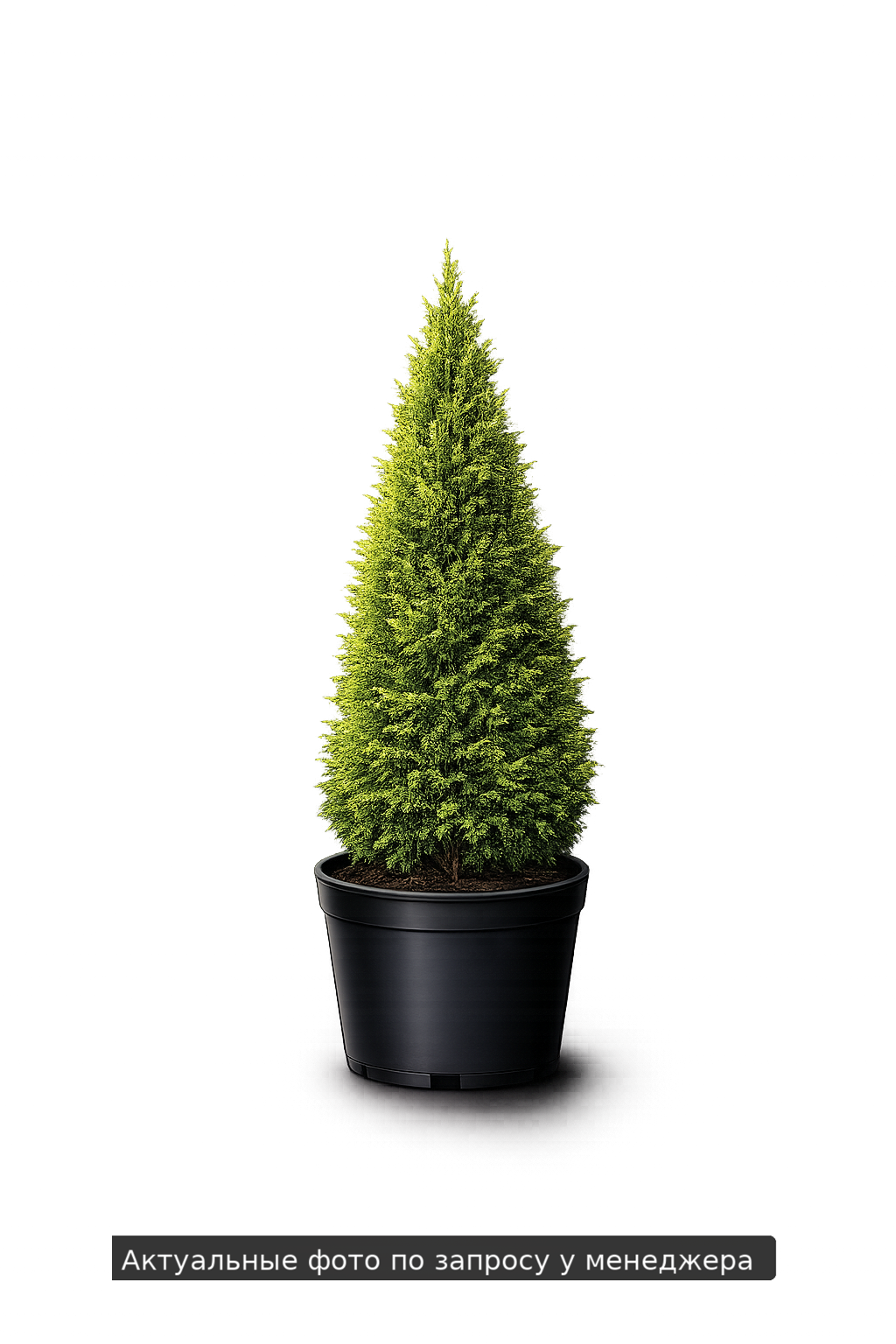 Туя западная Thuja occidentalis Columbia