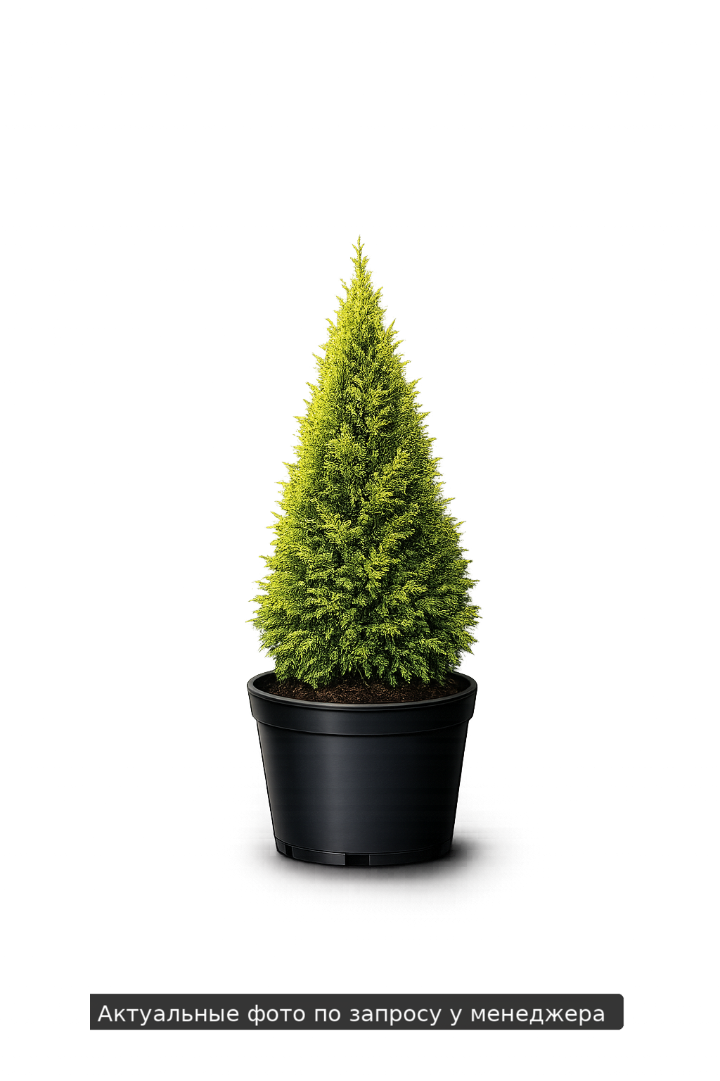 Туя западная Thuja occidentalis Golden Tip