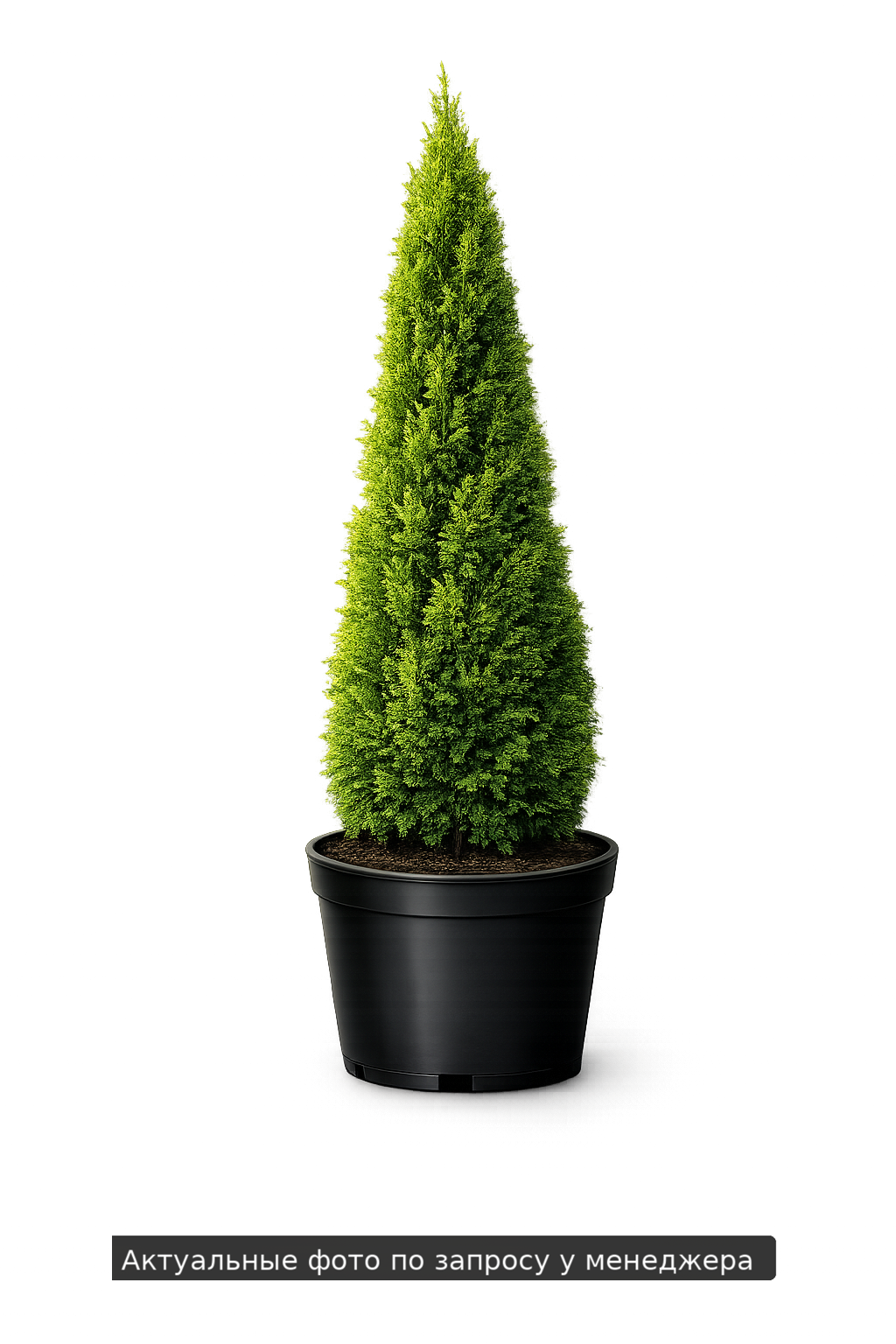 Туя западная Thuja occidentalis Malonyana Aurea