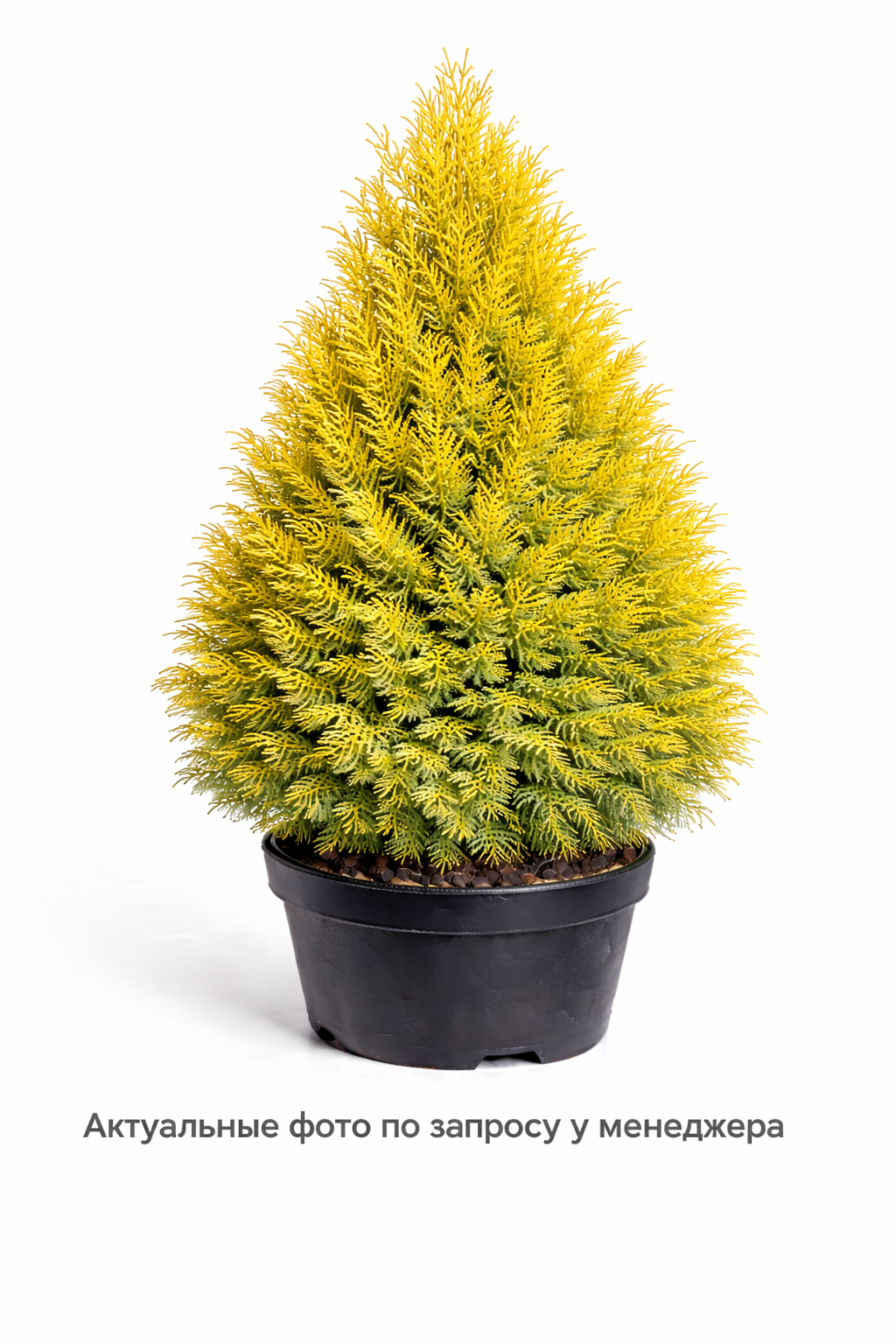 Туя западная Thuja occidentalis Sunkist