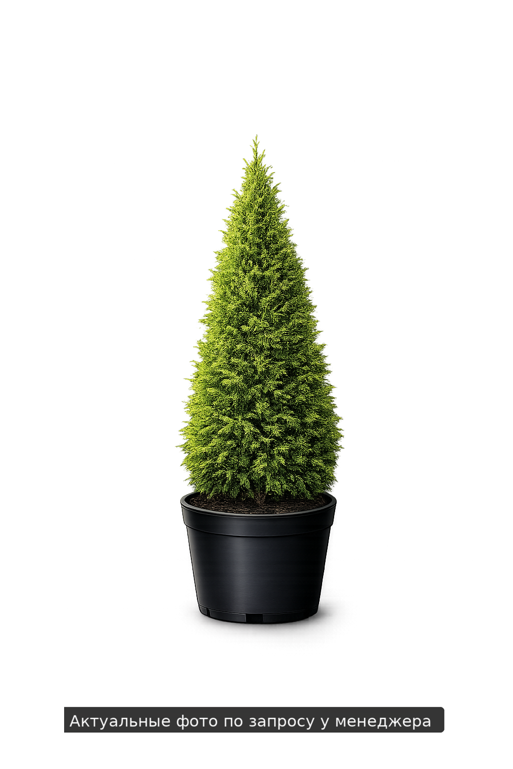 Туя западная Thuja occidentalis смесь сортов SBHedge SBHedge