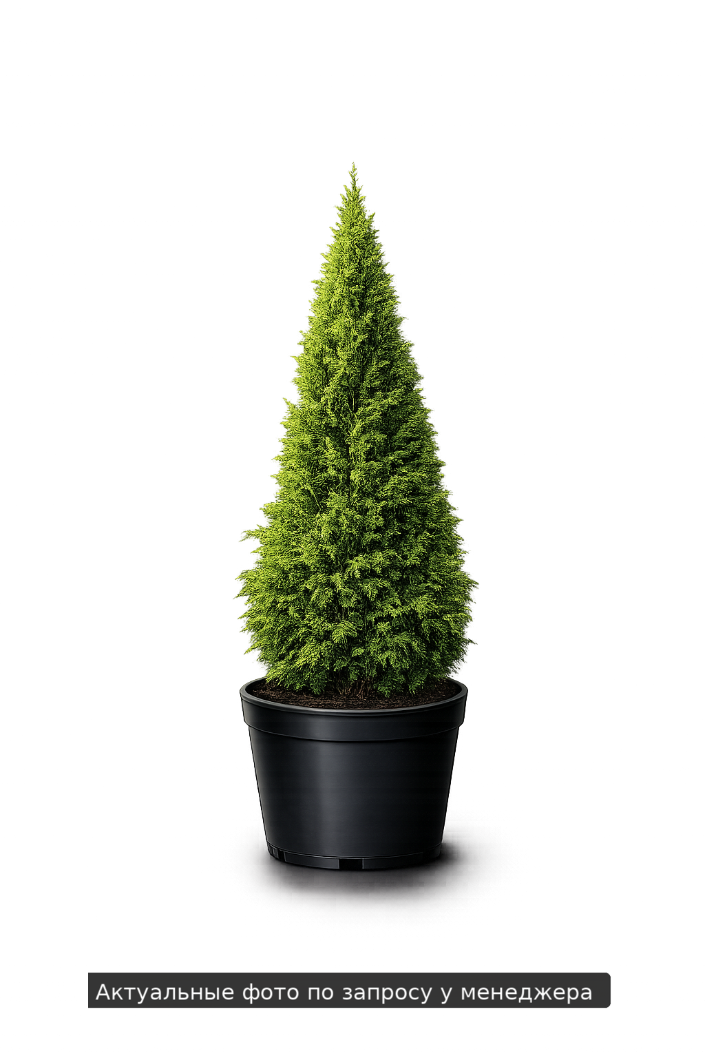 Туя складчатая Thuja plicata