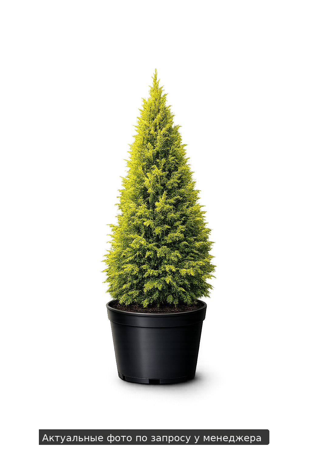 Туя складчатая Thuja plicata Forever Goldi