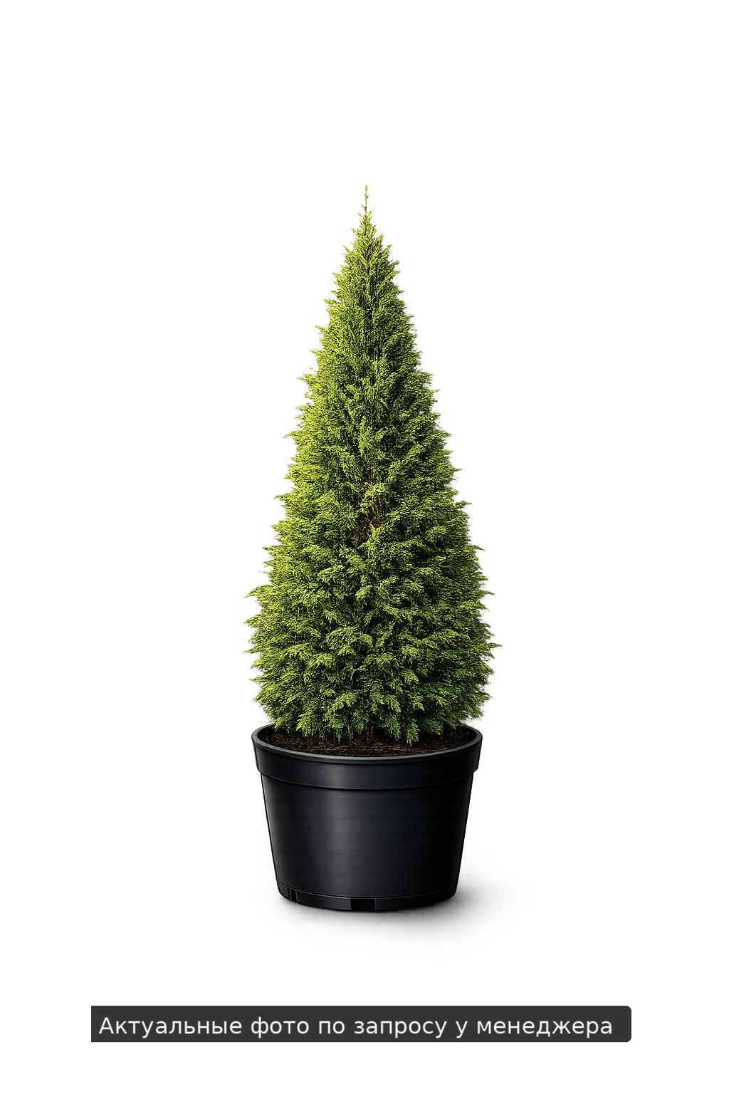 Туя складчатая Thuja plicata Kagers Beauty