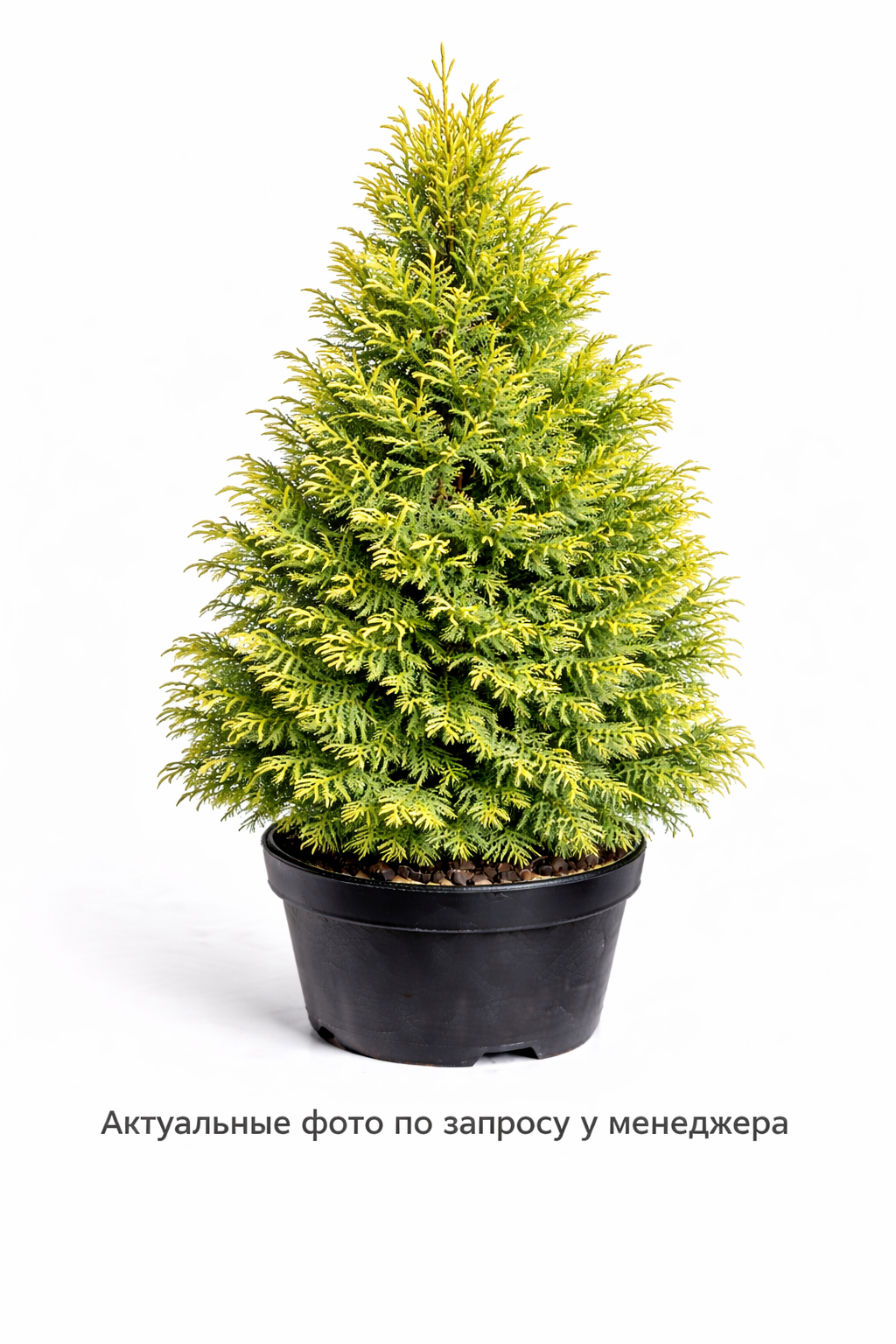 Туя складчатая Корник