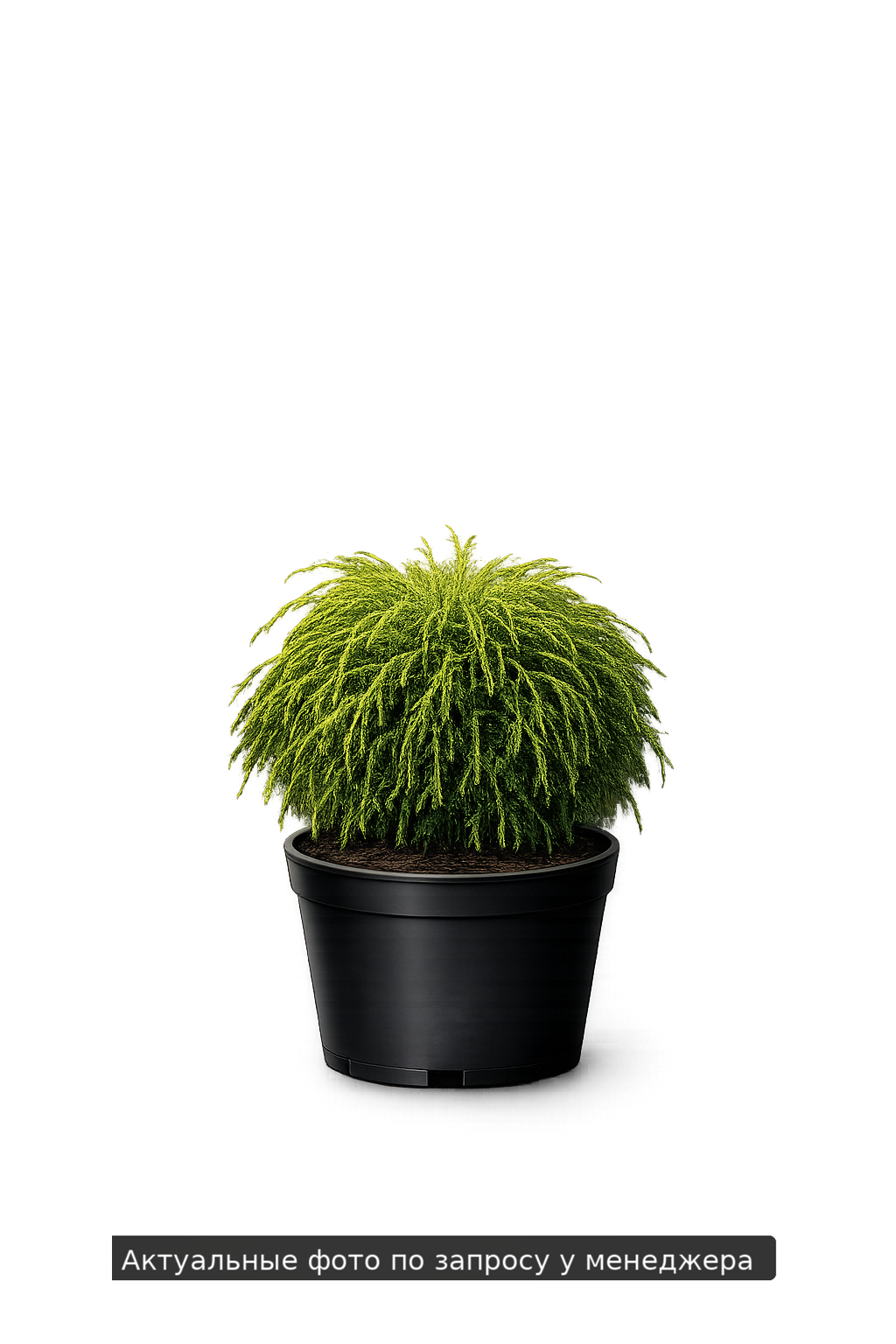 Туя складчатая Thuja plicata Whipcord