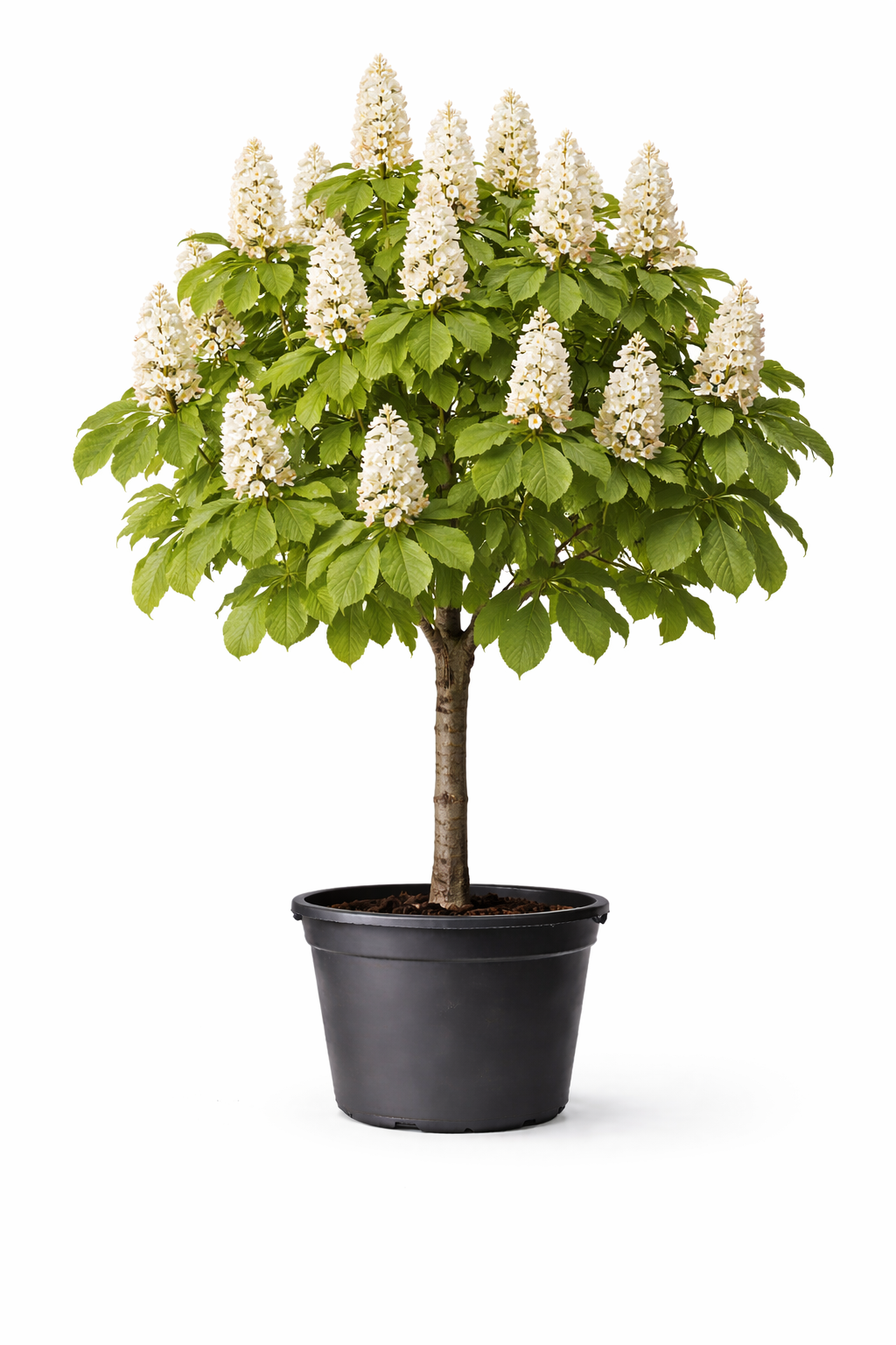 Каштан конский Aesculus hippocastanum