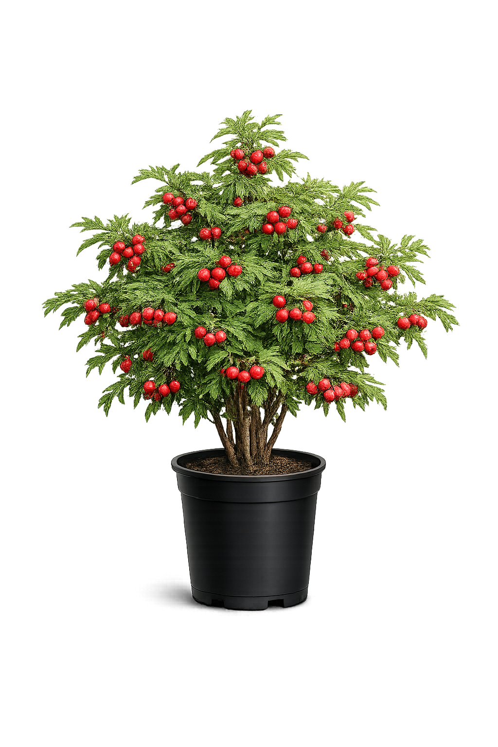 Боярышник перистонадрезанный Crataegus pinnatifida