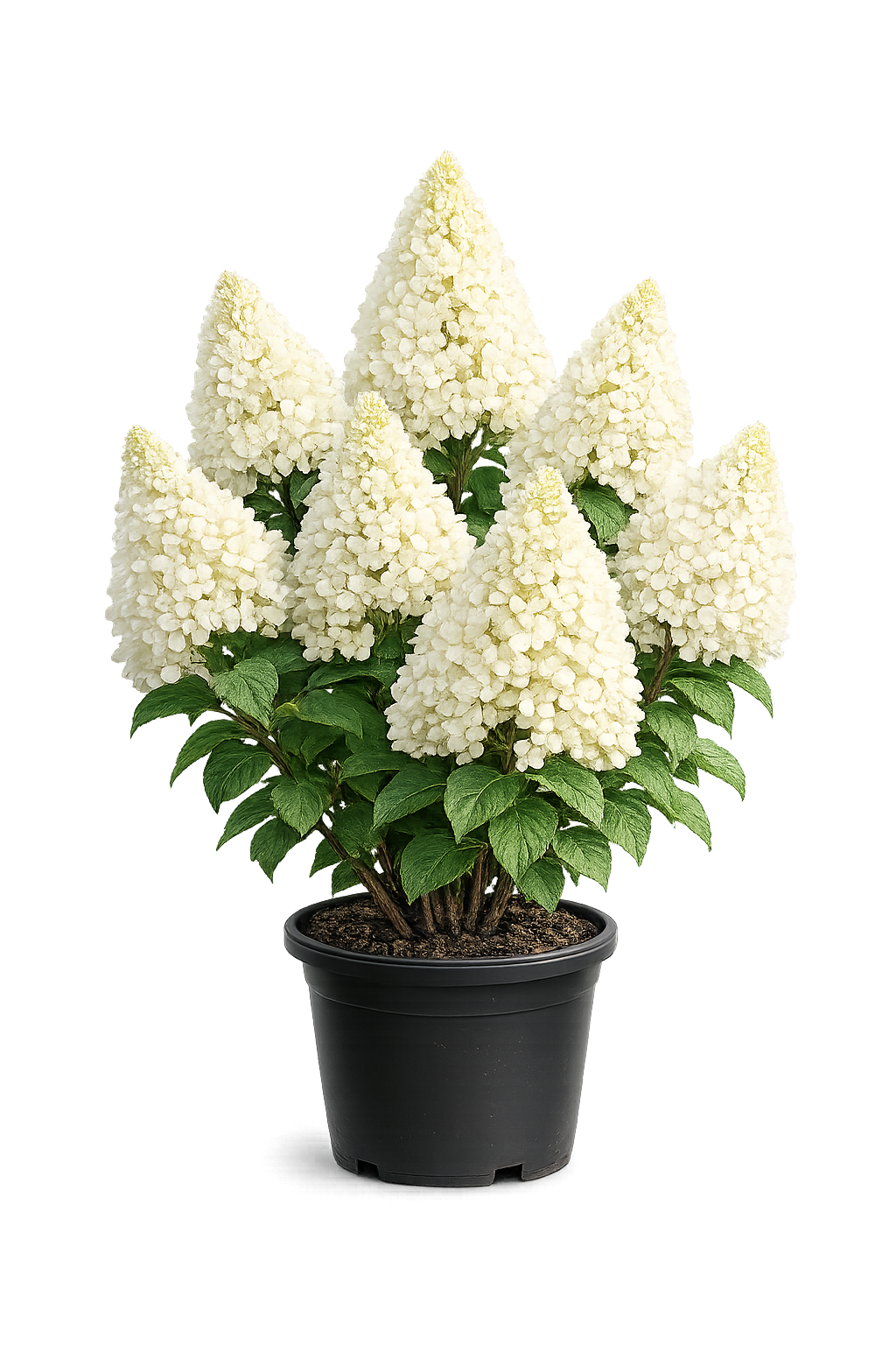 Гортензия метельчатая Hydrangea paniculata Polar Bear