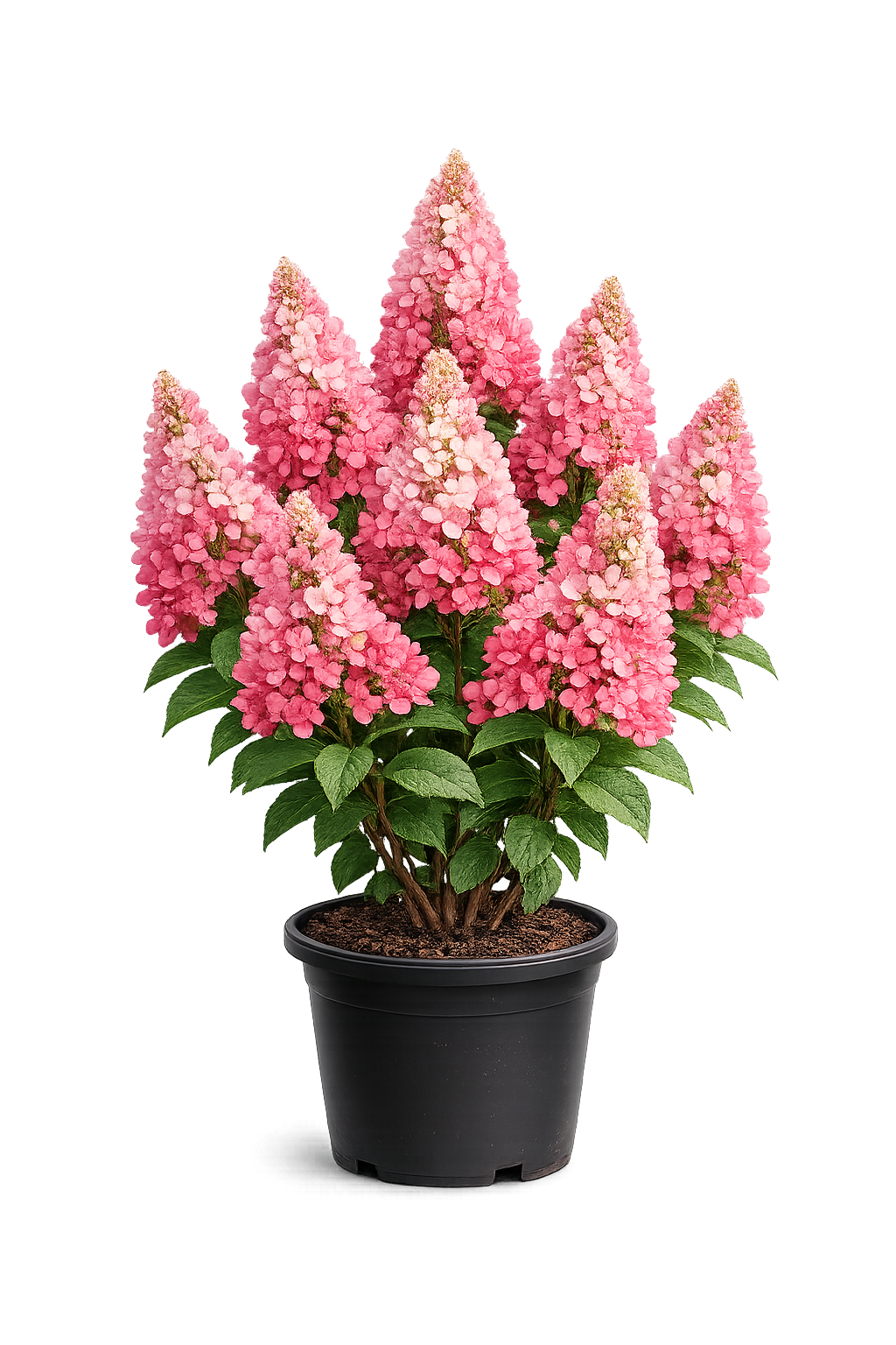 Гортензия метельчатая Hydrangea paniculata Rensam Cамарская Лидия