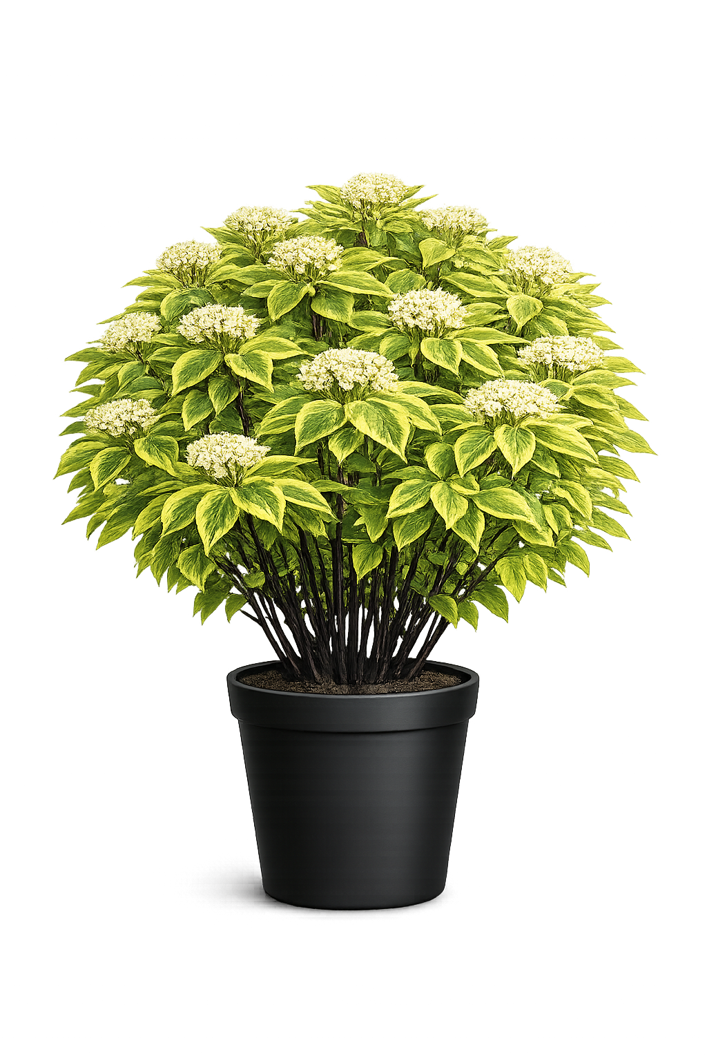 Дерен белый Cornus alba Aurea