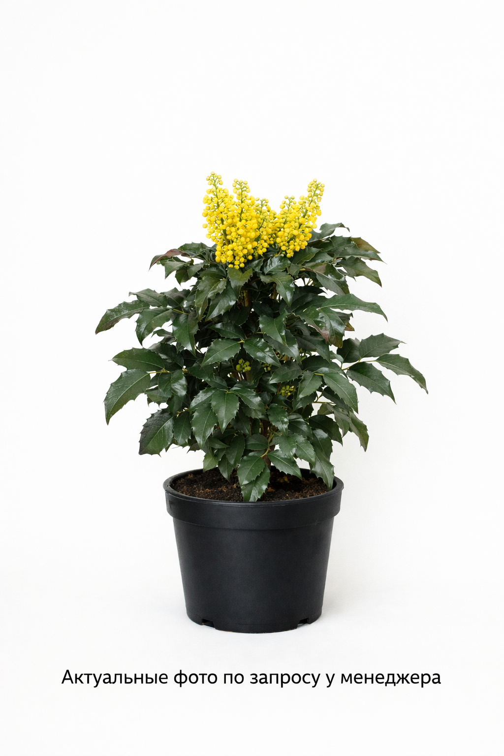 Магония падуболистная Mahonia aquifolia