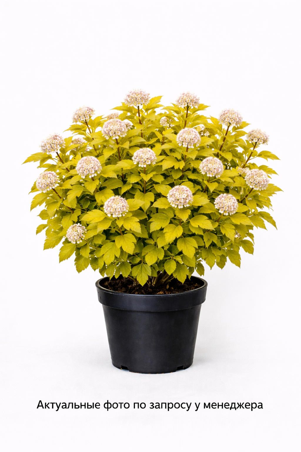 Пузыреплодник калинолистный Physocarpus opulifolius Angel Gold