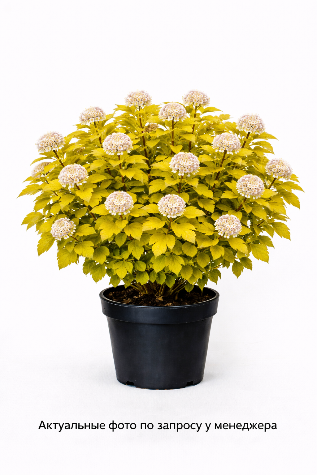 Пузыреплодник калинолистный Physocarpus opulifolius Dart's Gold