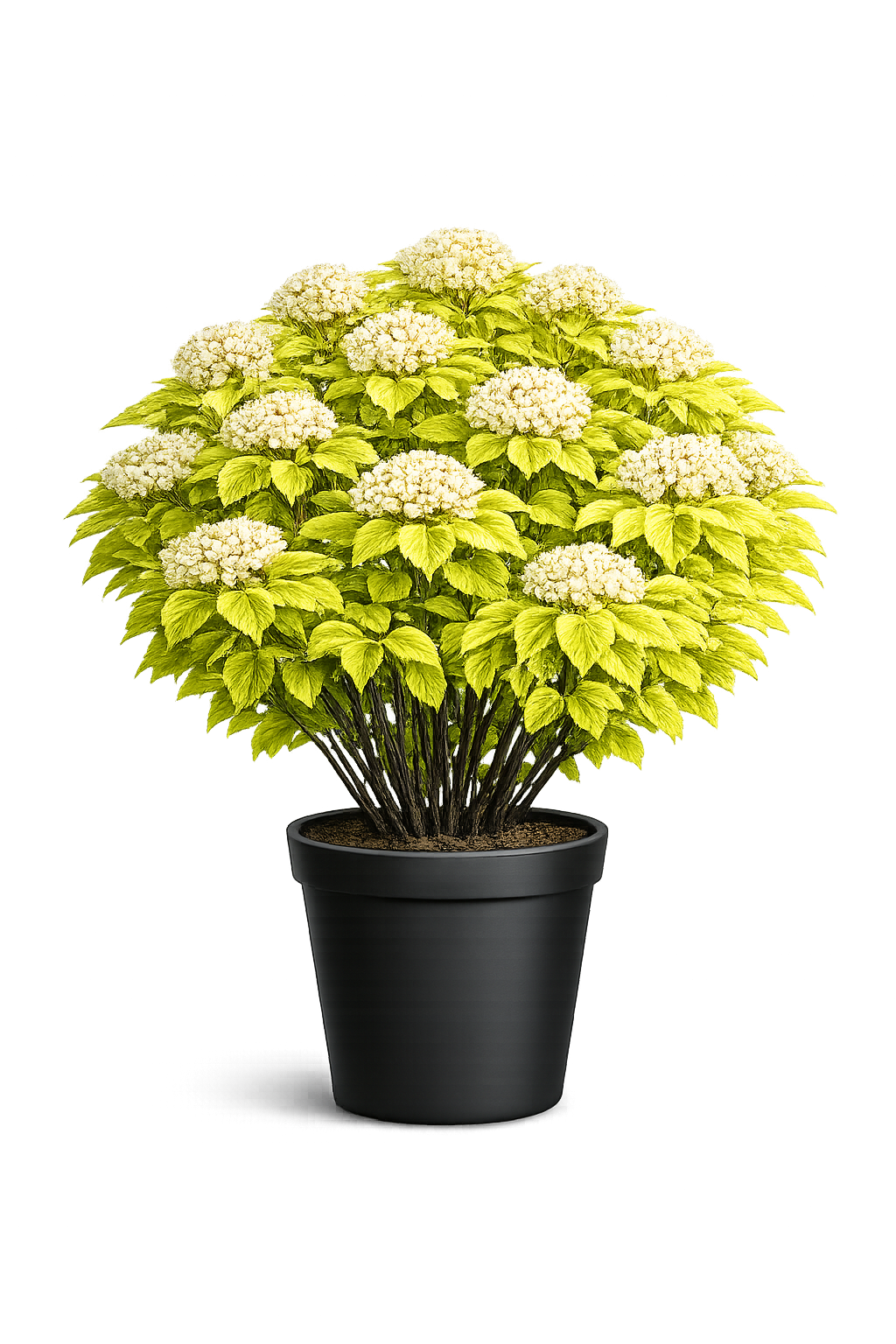 Пузыреплодник калинолистный Physocarpus opulifolius Luteus