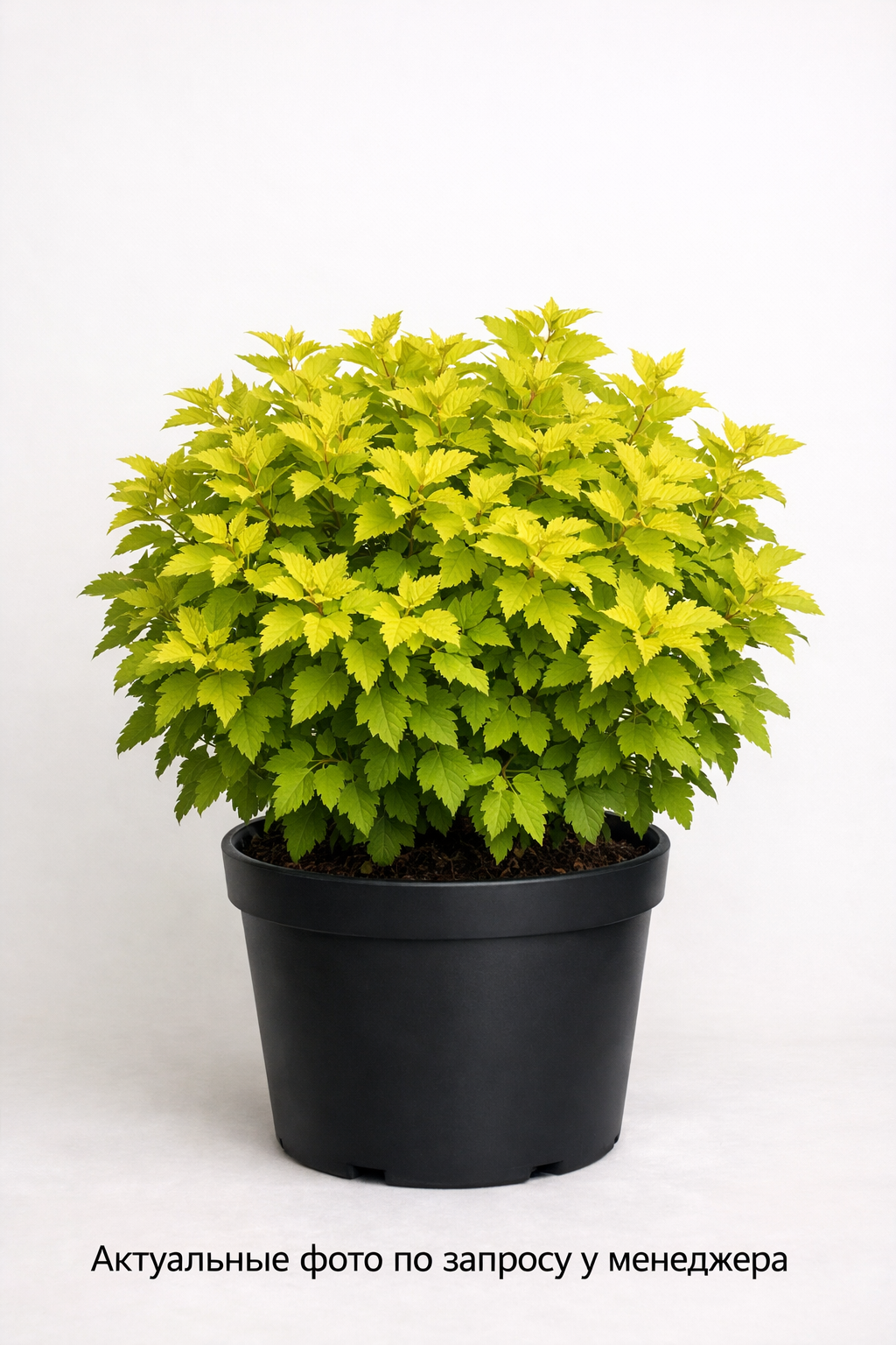 Пузыреплодник калинолистный Physocarpus opulifolius Nugget