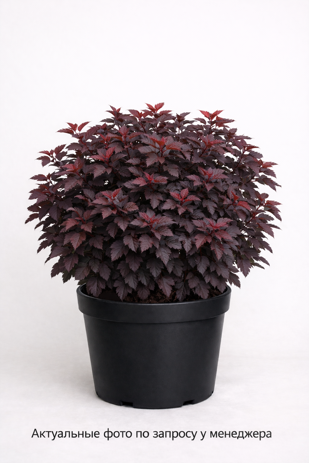 Пузыреплодник калинолистный Physocarpus opulifolius Red Baron